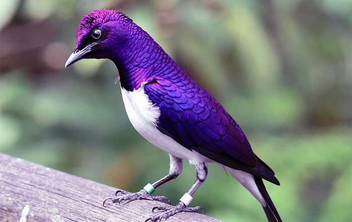 The Best Birdwatching Spots in Singapore